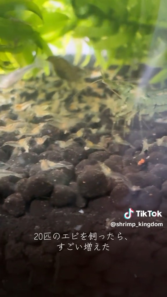 赤ちゃんエビが密集