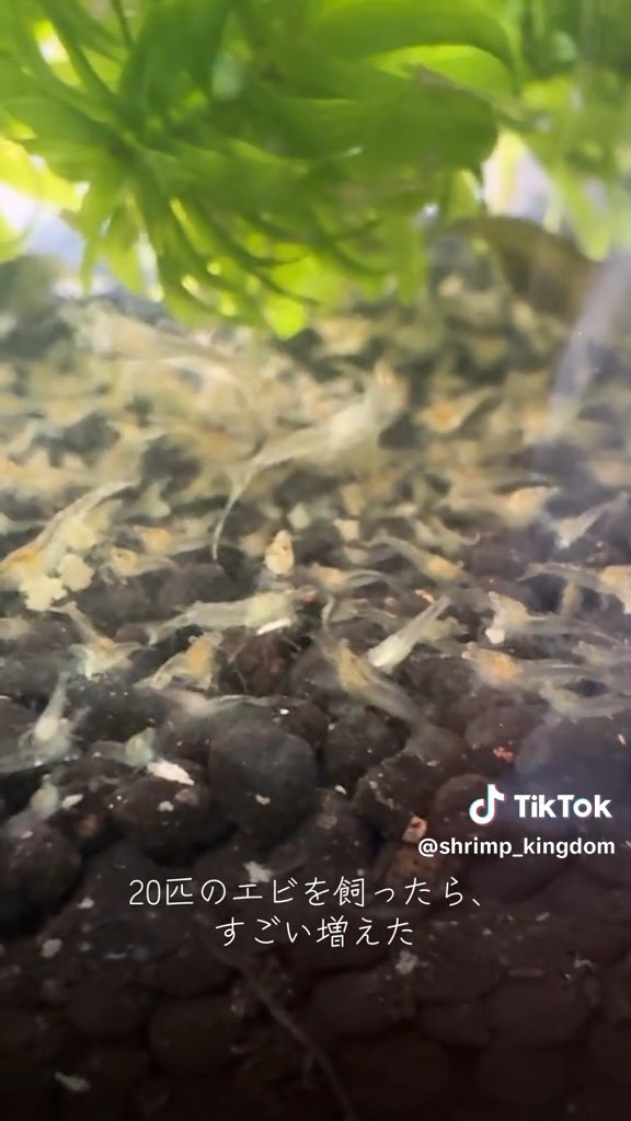 前脚を動かす様子がかわいい