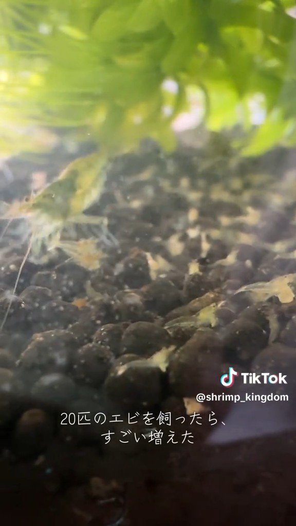 大人と比べるとミニサイズ