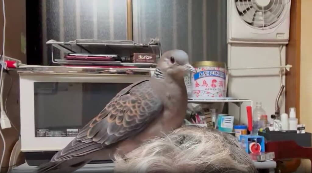 パパさんの頭にとまる「リン」ちゃん