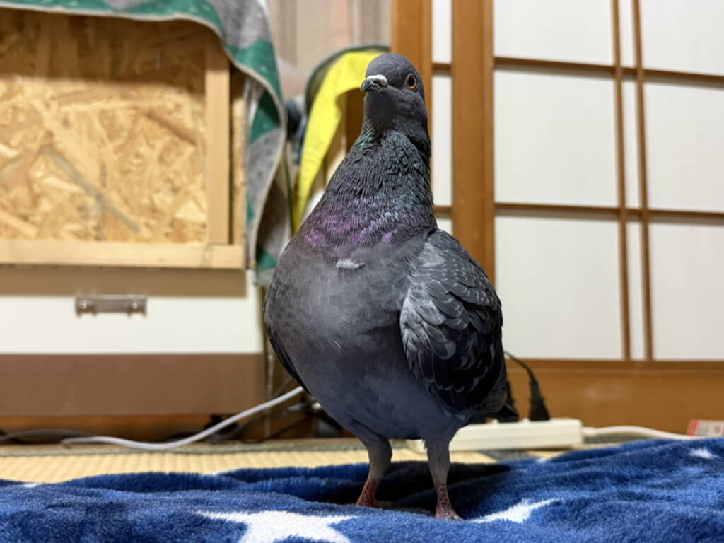 ビシッと胸を張る「はと子」ちゃん