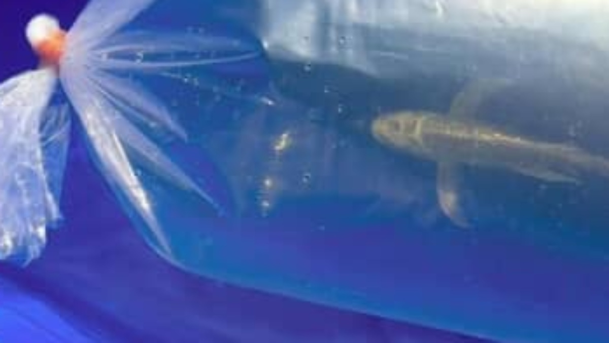 新しいコイをお迎え→3時間後ふと水槽を見たら……　まさかの光景に「ワロタwww」「鯉界の陽キャ」と140万再生（1/3） | その他生き物 ねとらぼ