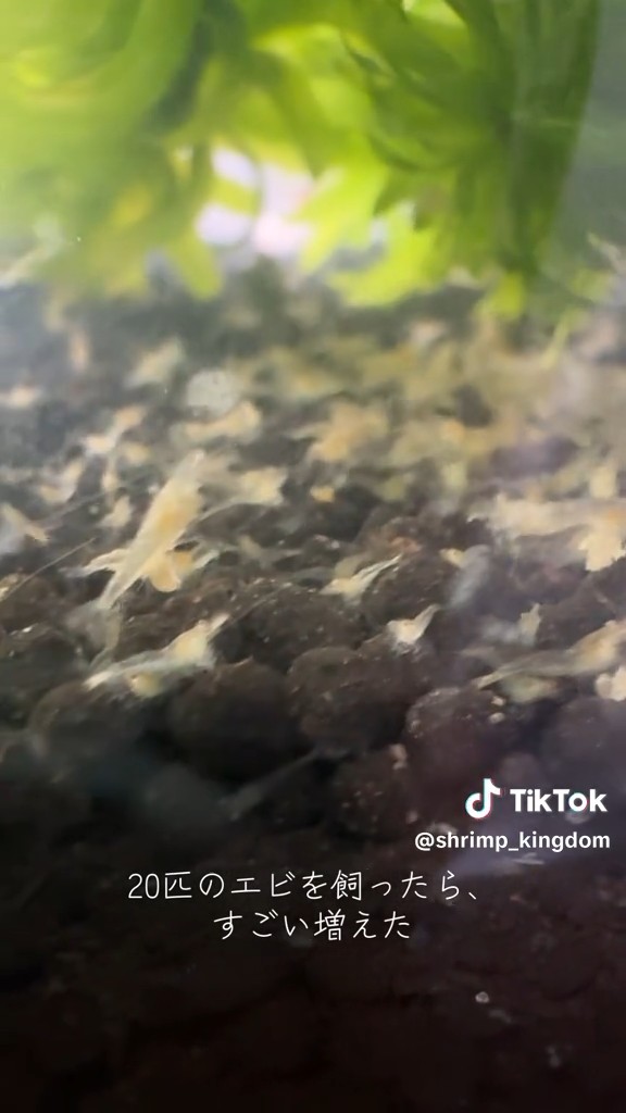 いろいろな動きをする赤ちゃんエビ