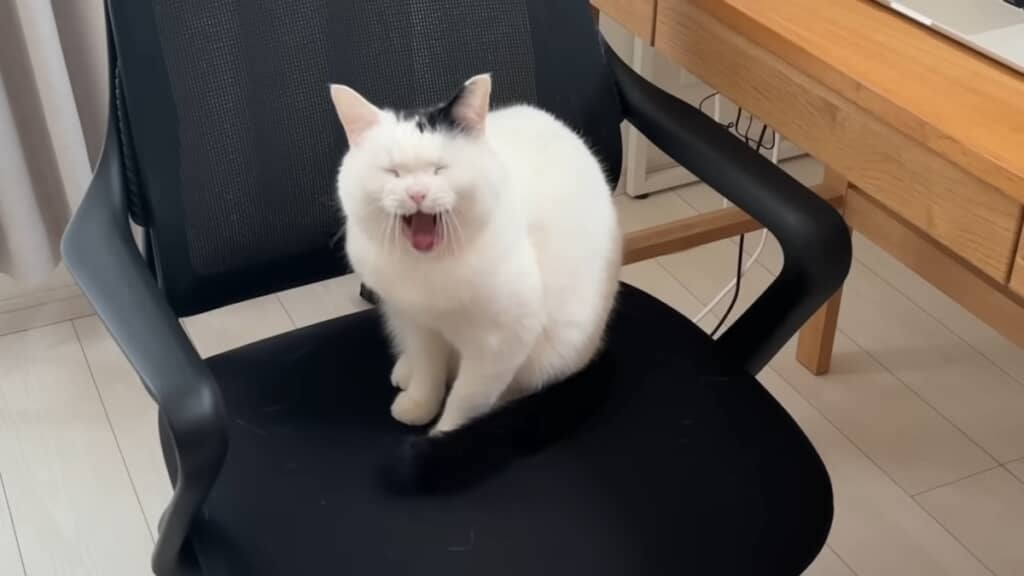 お母さんのワークチェアの上で大あくびをするたけるくん