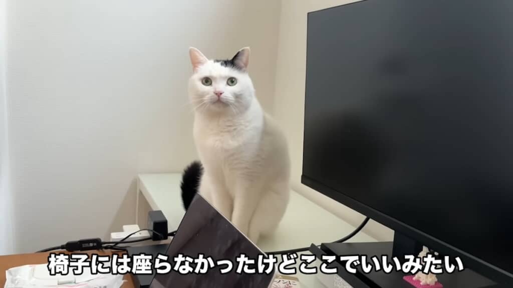 今度は棚の上に移動しました