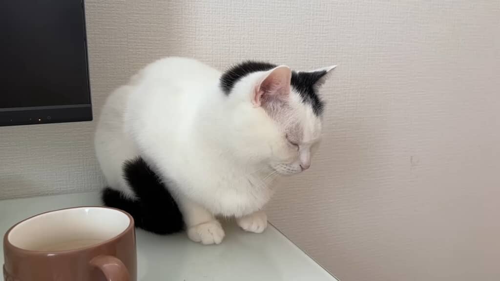 なぜかソファには行かず棚の上で昼寝するたけるくん