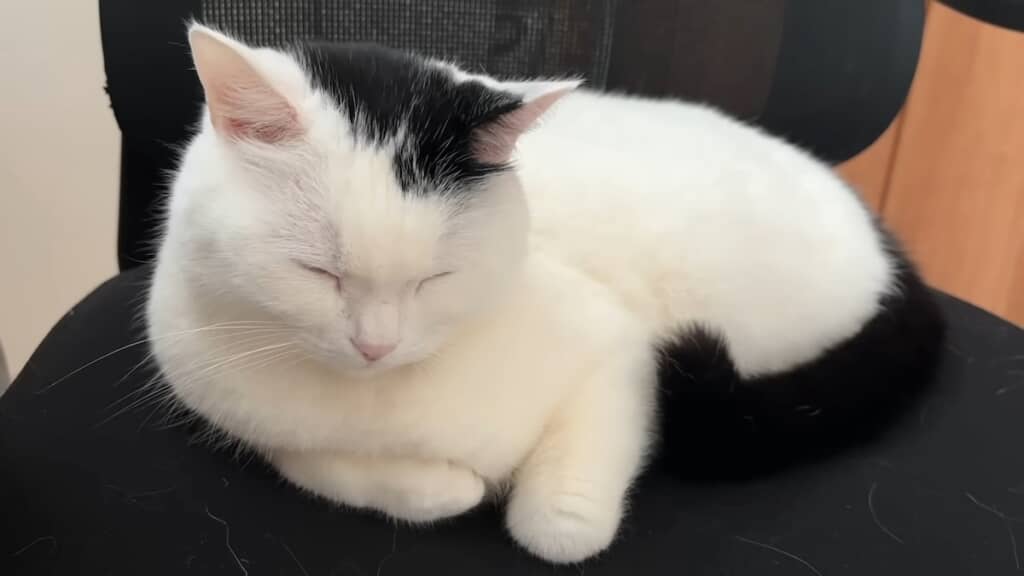 ワークチェアで幸せそうに眠るたけるくん。これでよかったんだ……