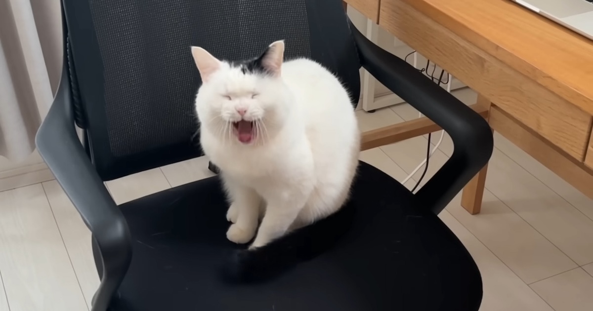 仕事部屋に入ってきた猫→イスに座り込んで……「最後こうなりました」　あるあるすぎる“まさかの結末”に「仕事にならねぇ！w」「幸せな闘争w」（1/2） | 猫 ねとらぼ