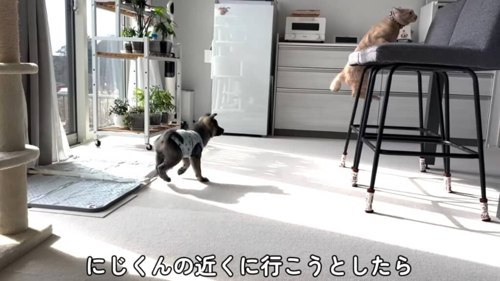 いとくんが近づこうとすると逃げてしまいます