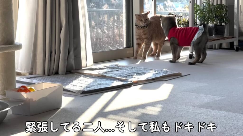 あるくちゃんへの接近に成功！