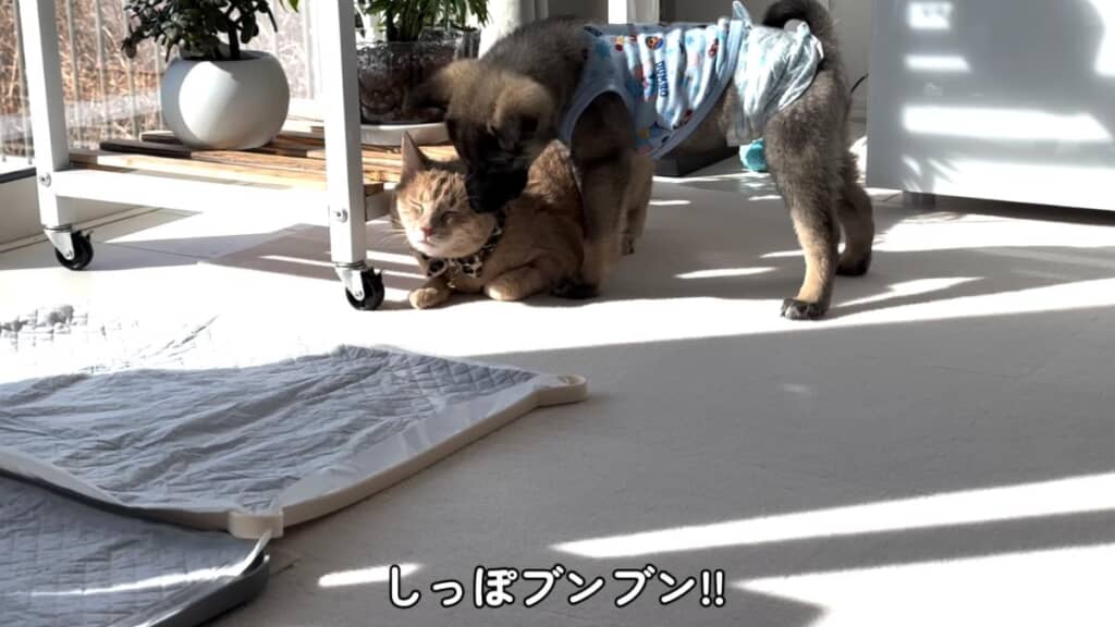 あるくちゃんが大好きになったいとくん