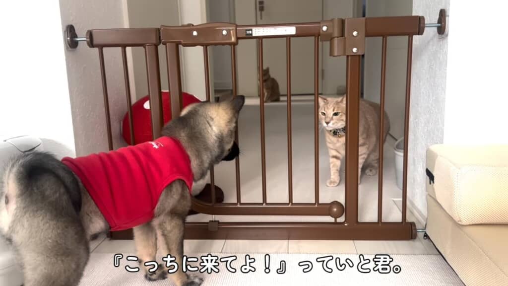 だんぼくんは檻が必須