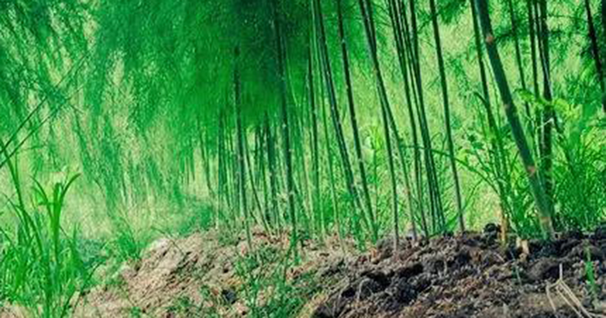 農家が投稿した美しい“竹林”→実は……　“まさかの正体”が140万表示「う、嘘だ……！」「ネタかと思ったらガチだった」（1/2） | カルチャー・アート ねとらぼ