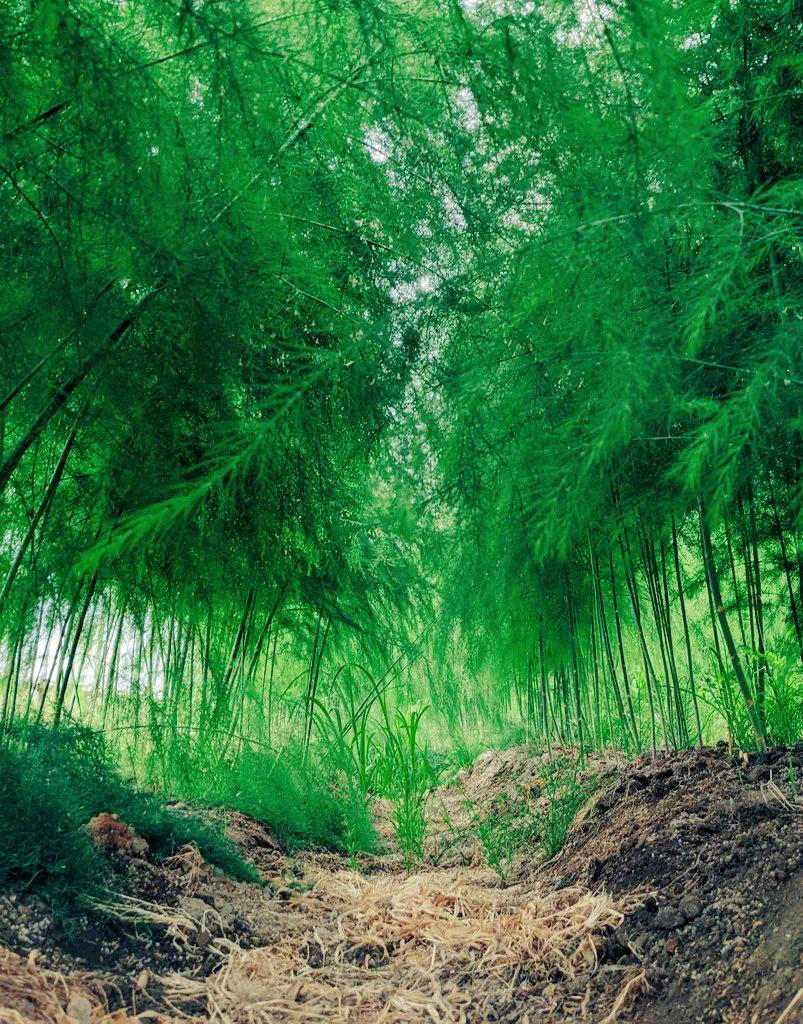 竹林ではなくアスパラガス!?