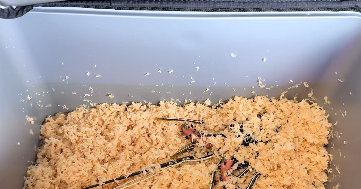 化け物みたいなエビをスーパーで発見→連れ帰ると“まさかの事態” その後に「命の尊さを感じる」「カッコ良すぎ」(1/3) | その他生き物 ねとらぼ