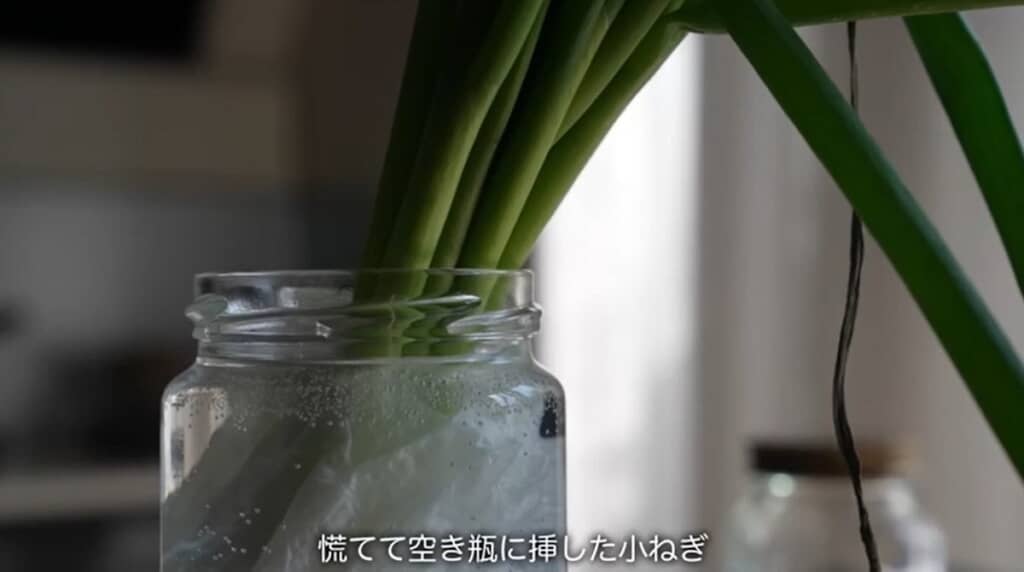 しおれてきて慌てて空き瓶に挿した小ねぎ