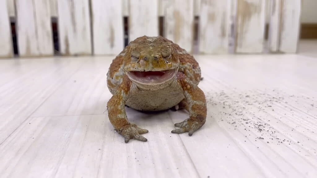 口をパクパクしはじめた