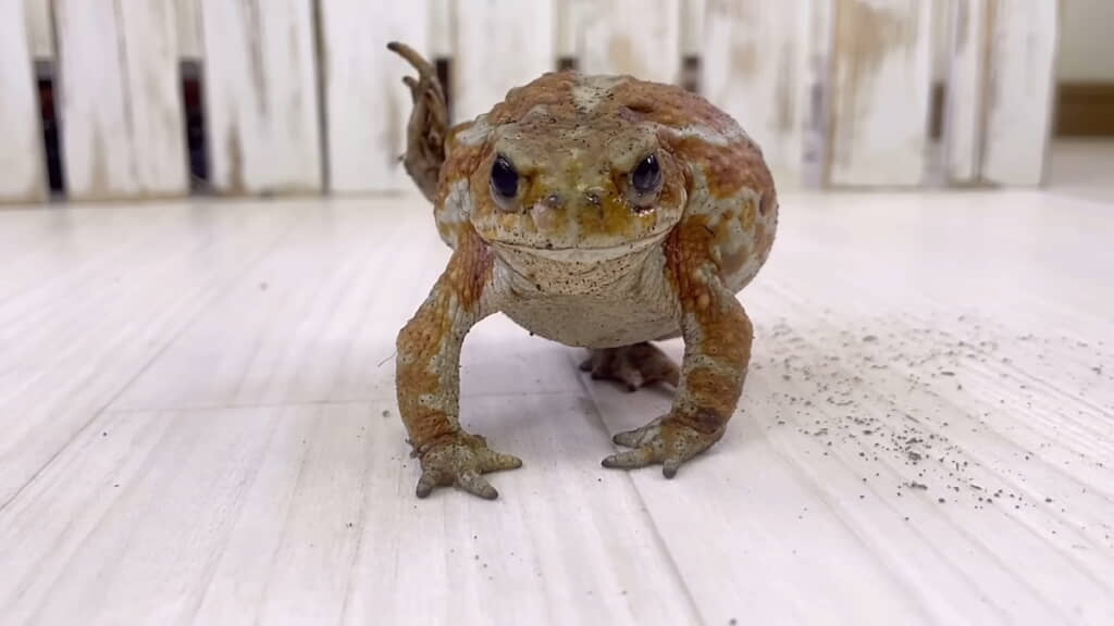 体を膨らませ破れた皮を後ろ足でたぐり寄せる