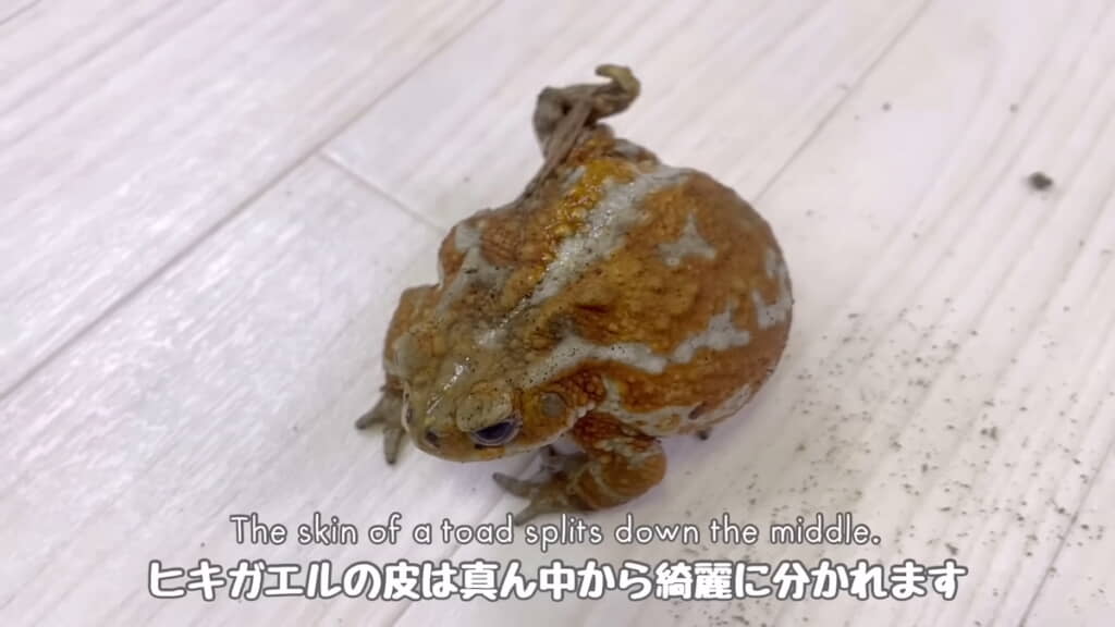 後ろ足の付け根にたぐり寄せられた皮が集まっている