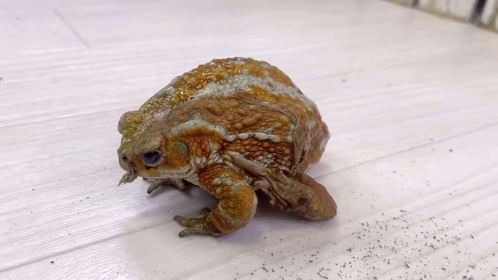 皮が剥けるとみずみずしい表皮があらわれる