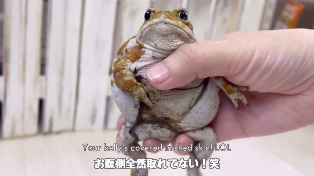 おなかの皮が取れてなかった……