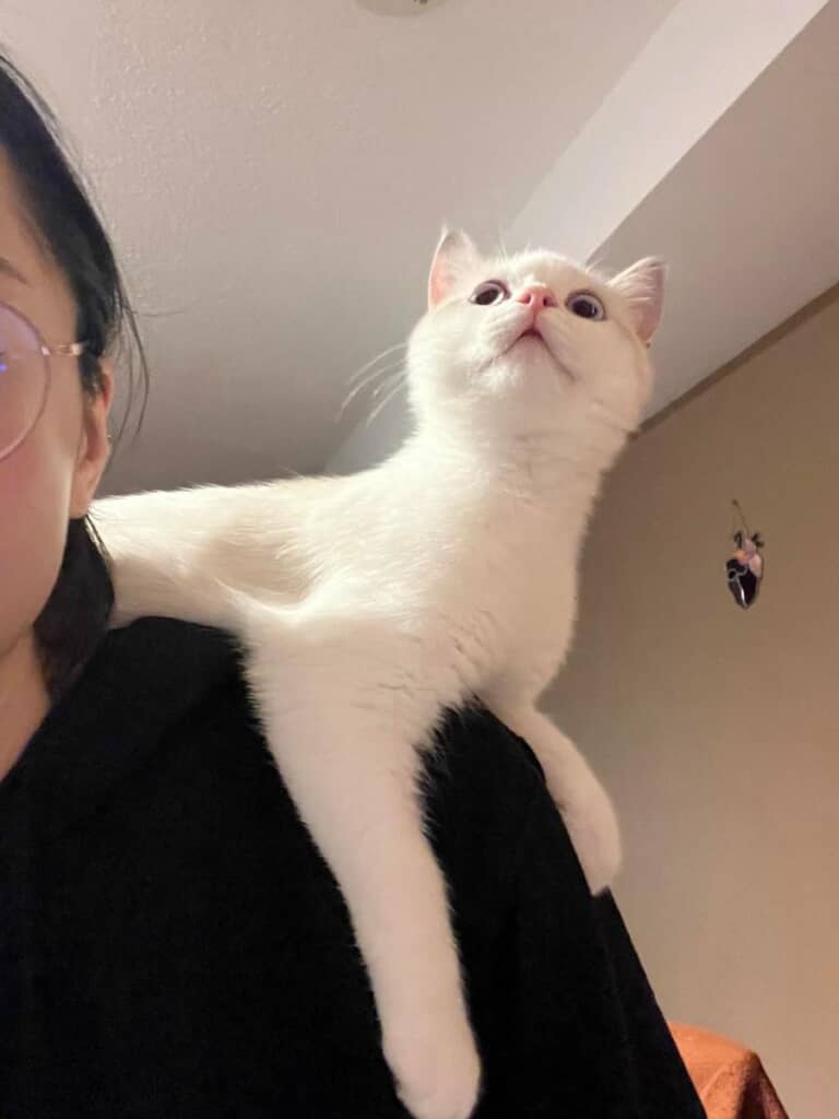 愛らしさと上品さを兼ね備えたシュガーくん