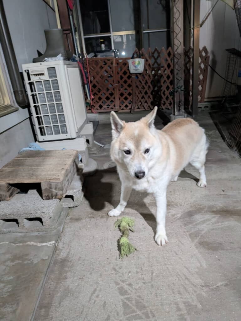 遊んでいたのに……