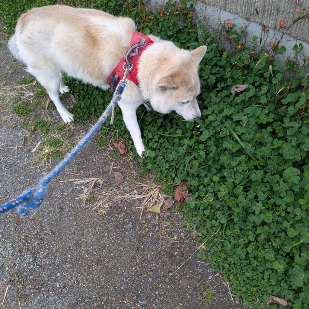 クンクンが止まりません