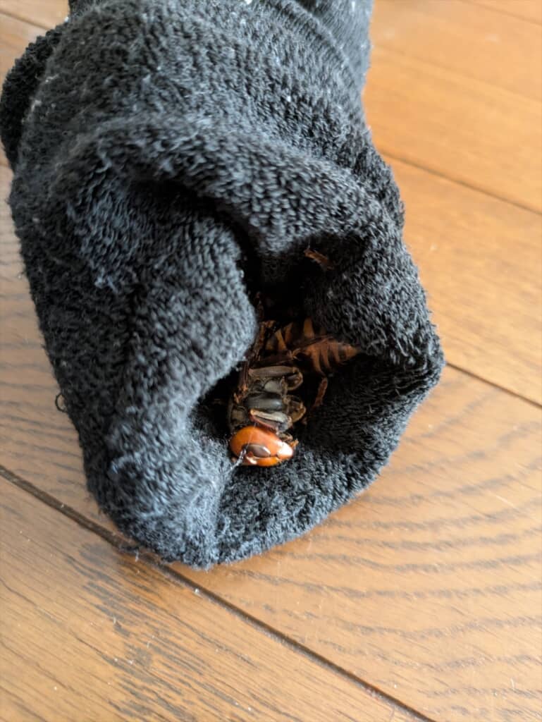 スズメバチが潜んでいた靴下