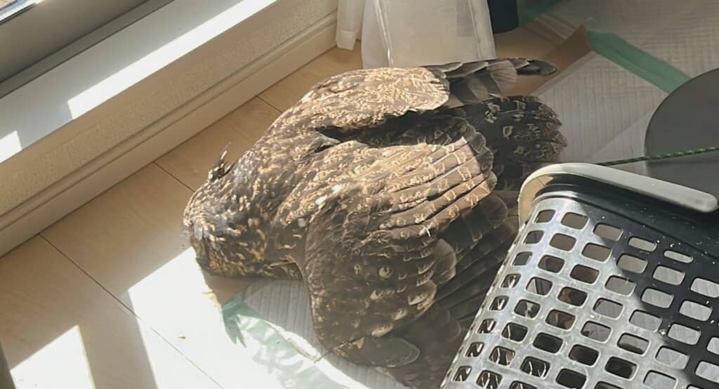 え？　なにかあった!?