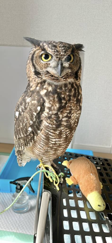 飼い主さんからは「アル様」と呼ばれているアルタイルちゃん
