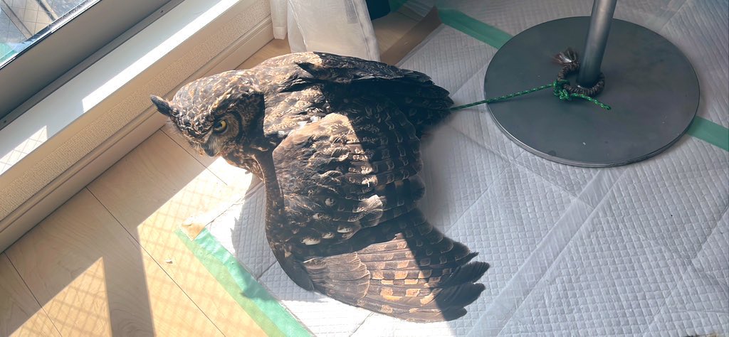 アルタイルちゃん「暖かくていい場所ねー」