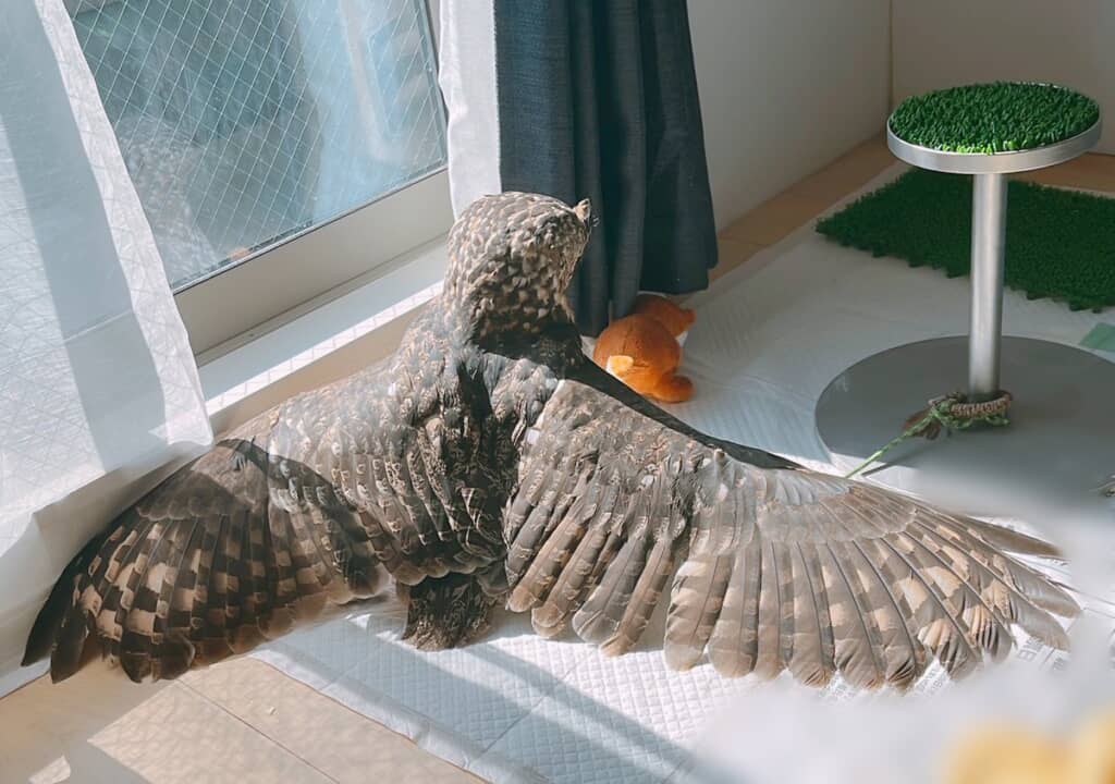 ばさーっと広がって日光浴するときも