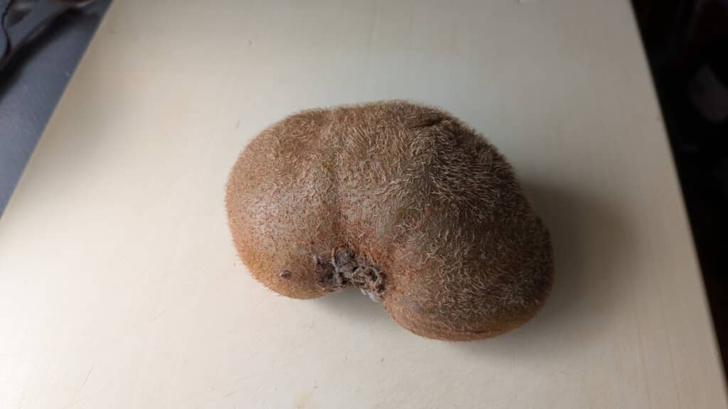 ボコボコのキウイ