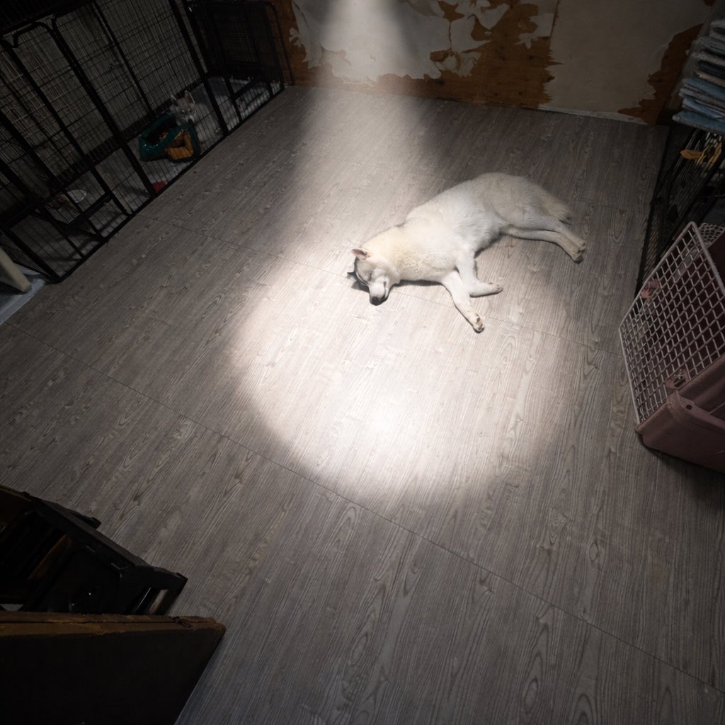 お迎えが来ているのでは……！？