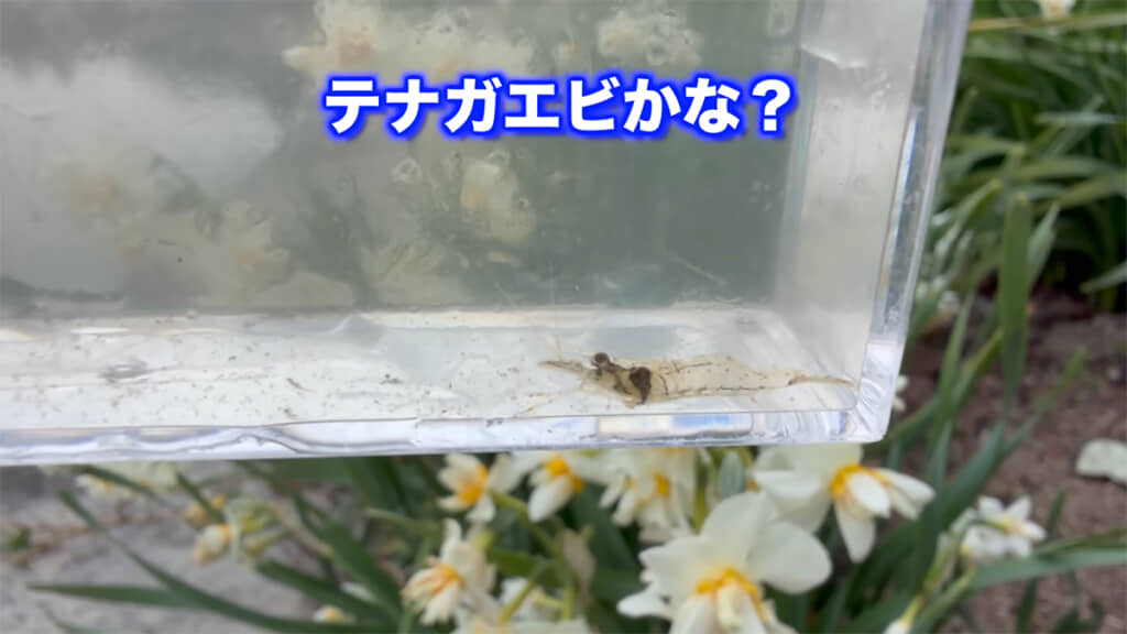 テナガエビの子どもらしきエビを発見