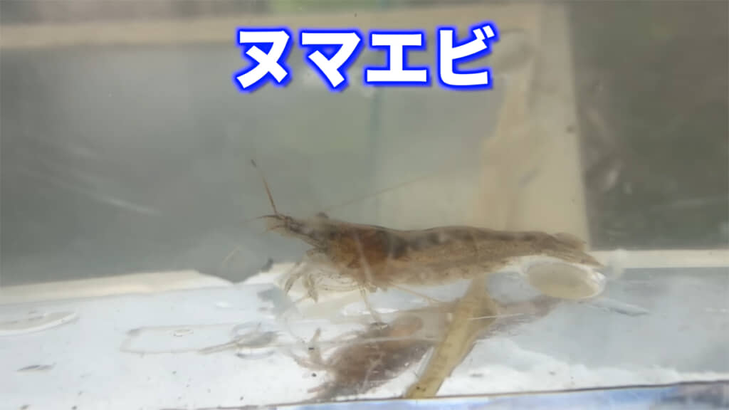 ヌマエビもいました