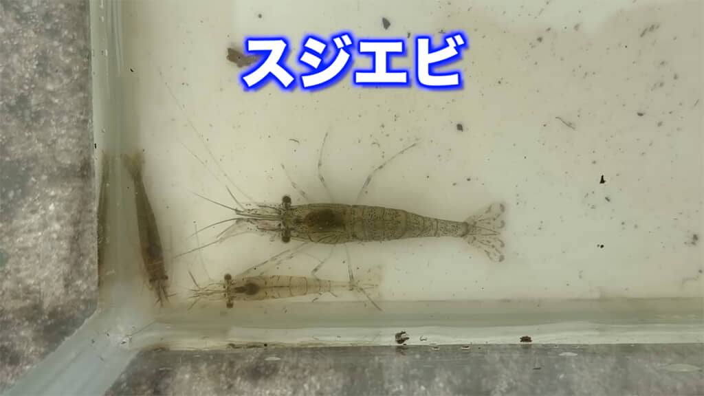 スジエビも捕獲、エビ3種をコンプリートです
