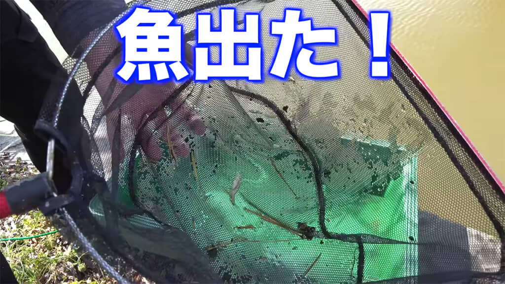 魚を捕獲することに成功しました!