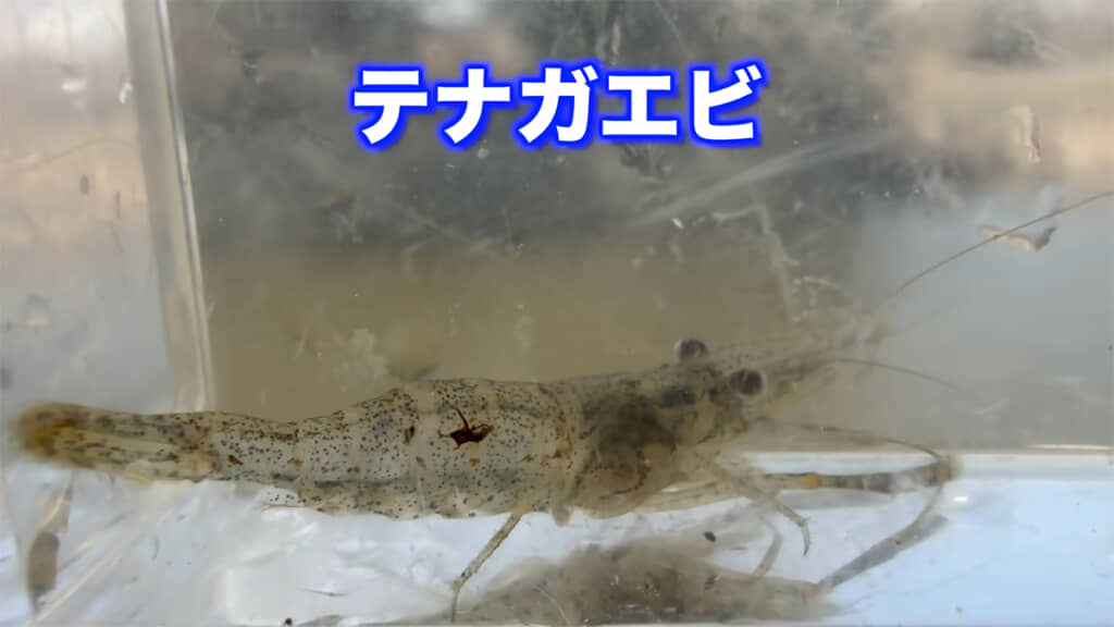 テナガエビも捕獲