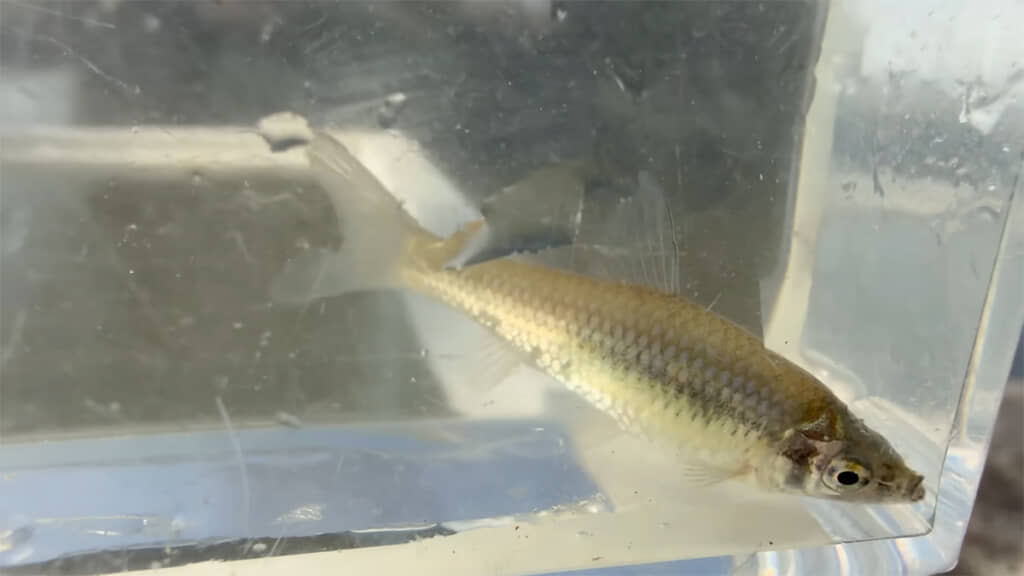 在来種のモツゴ、お腹に卵があるかもしれません