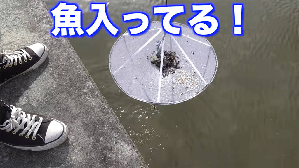 セーター干しネットでモツゴが大量に獲れることが判明したのでした