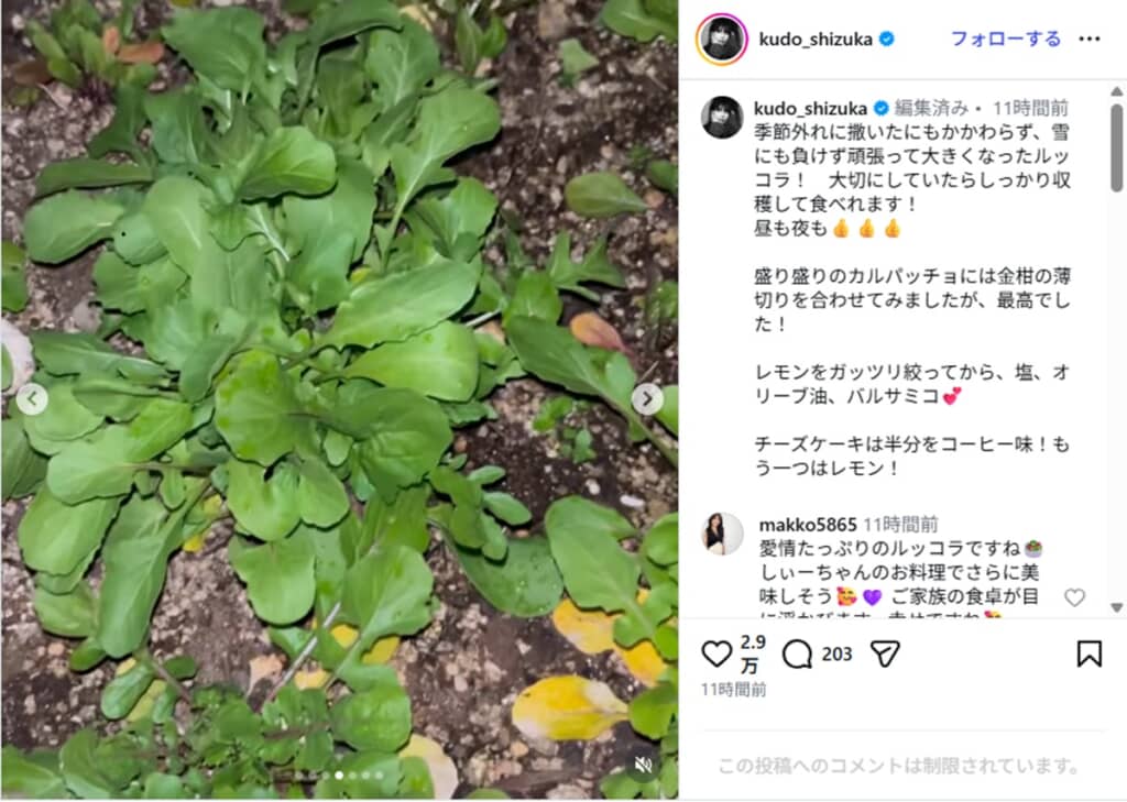 自家栽培のルッコラの様子