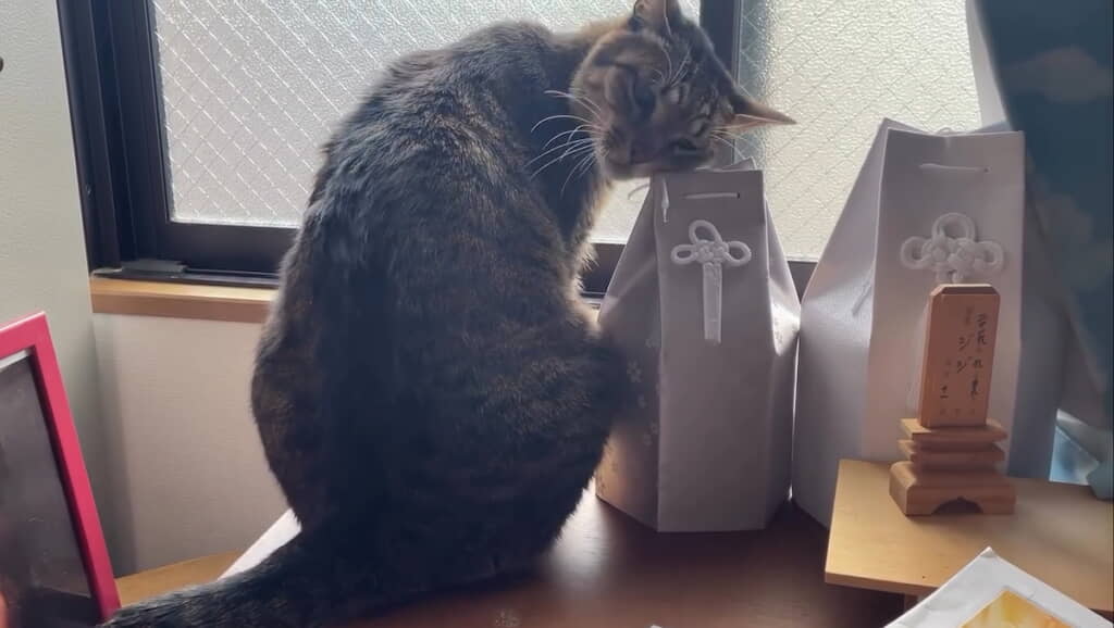 ピアちゃんの骨壺に顔を擦り寄せるルイくん