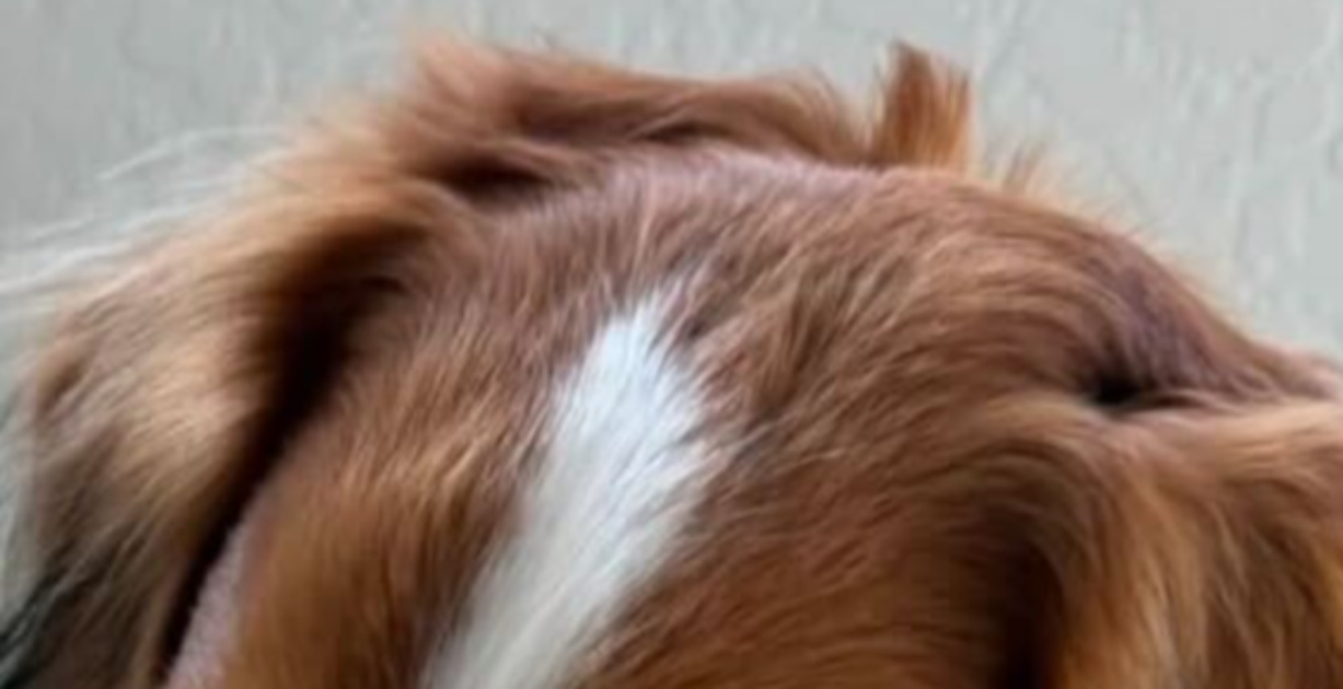 大谷翔平、愛犬・デコピンの“衝撃的な姿”公開し「やらかしたなwwww」「反省してるお顔ですか？」の声【WBC】（1/3） | スポーツ ねとらぼ