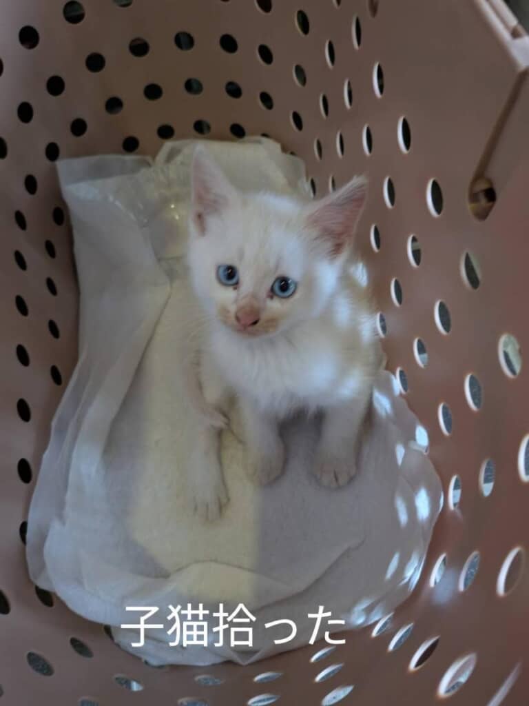 お迎え当初のシロちゃん