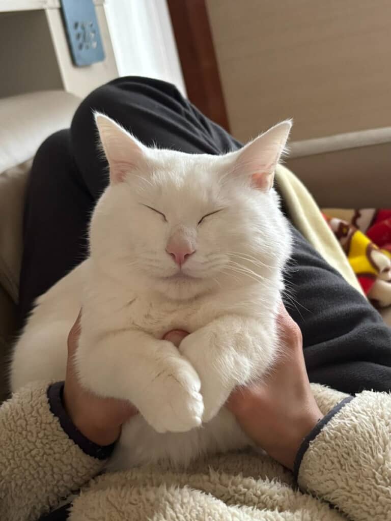 貫禄のある猫へと大成長