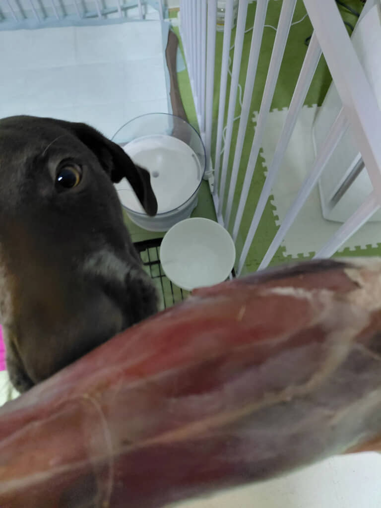 鹿肉が気になる愛犬