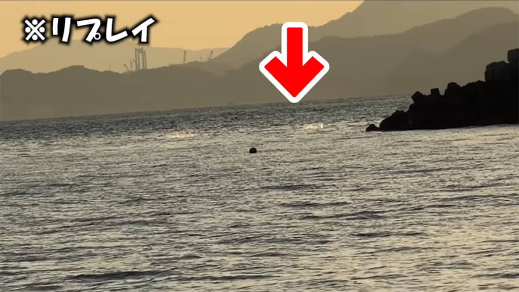 ナブラの発生を確認