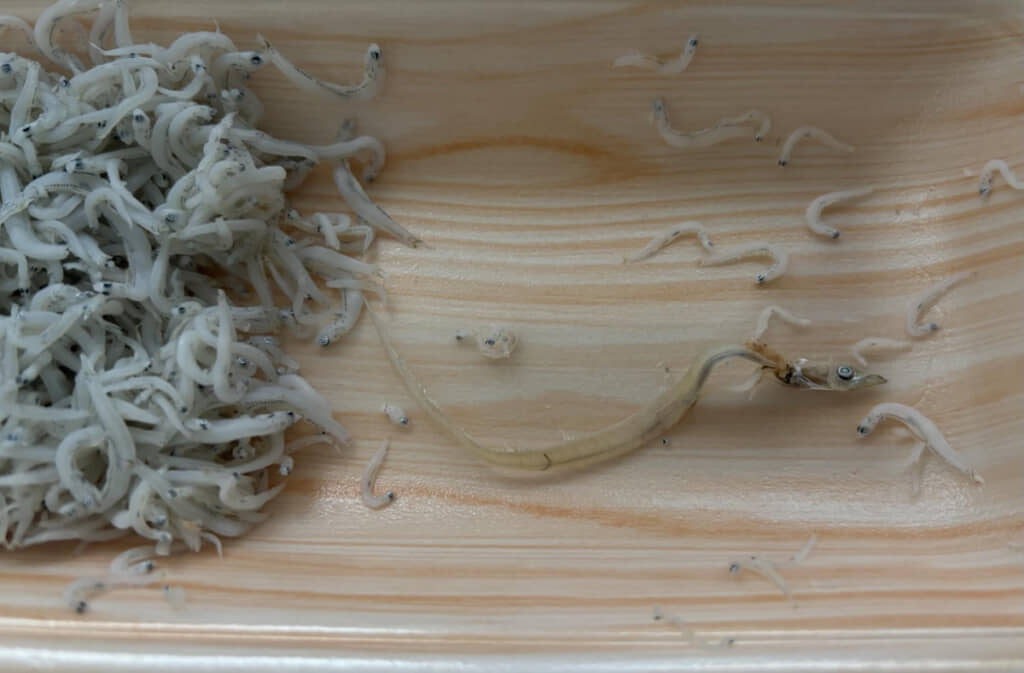 しらすと比較するとめちゃくちゃ長い……！